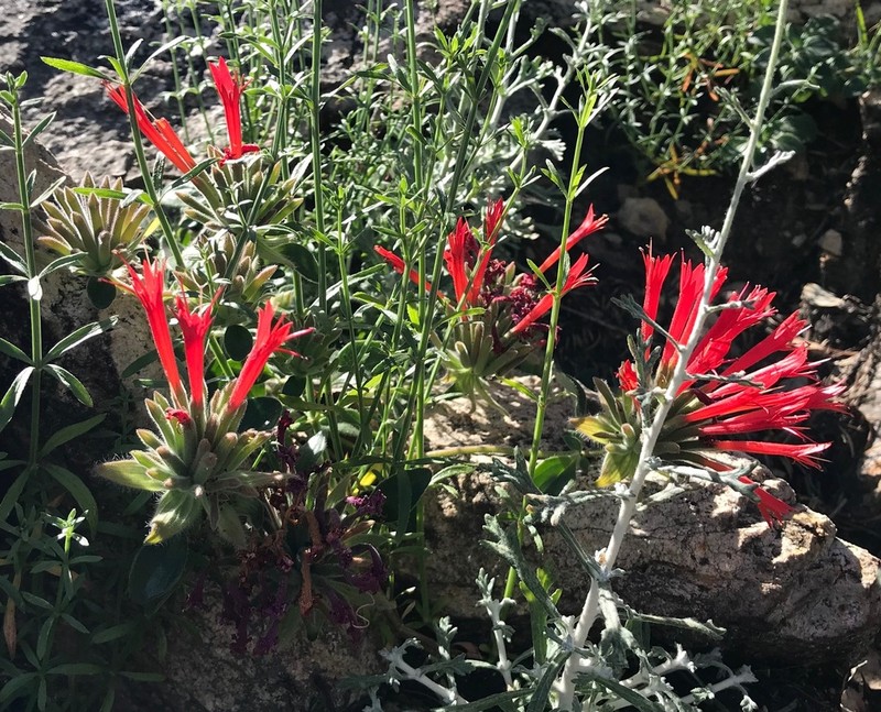 Red Monardella photo 2