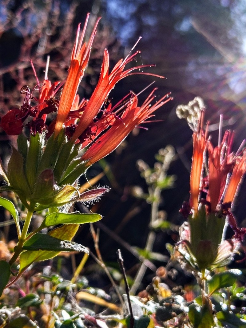 Red Monardella photo 3