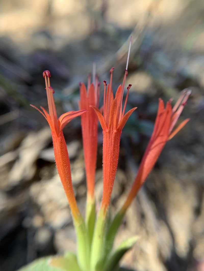 Red Monardella photo 4