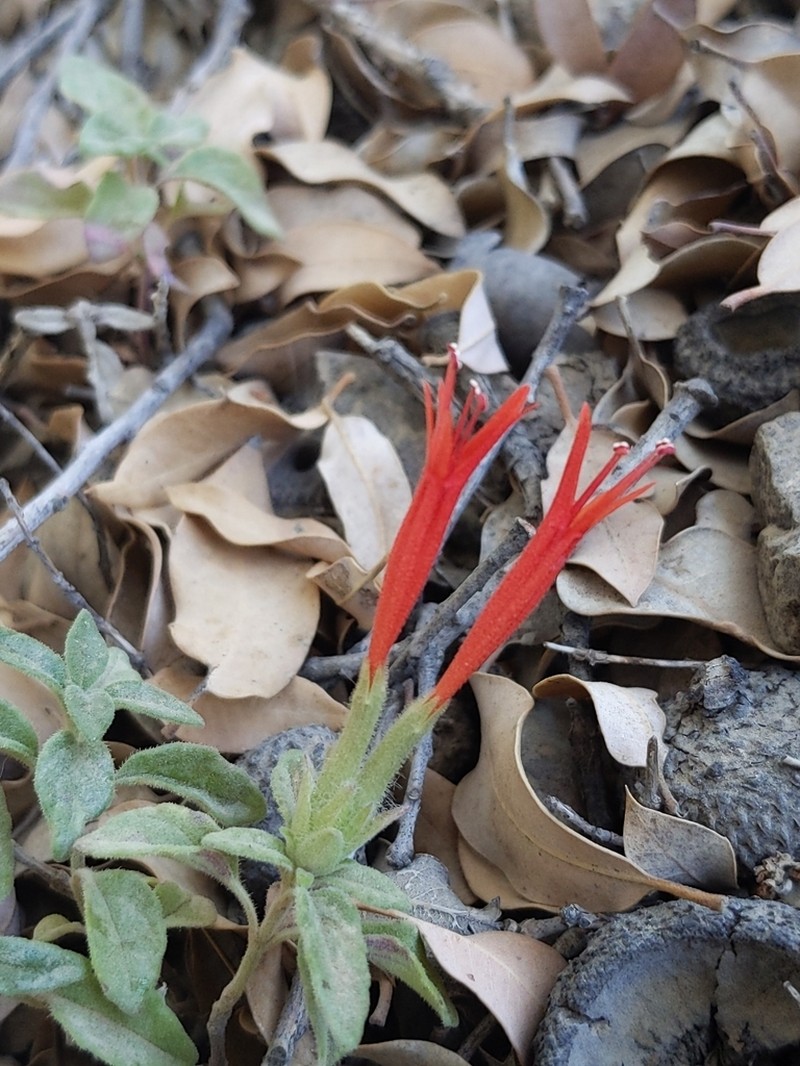 Red Monardella photo 5