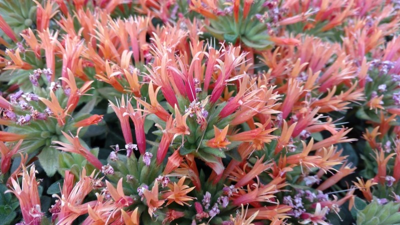 Red Monardella photo 6