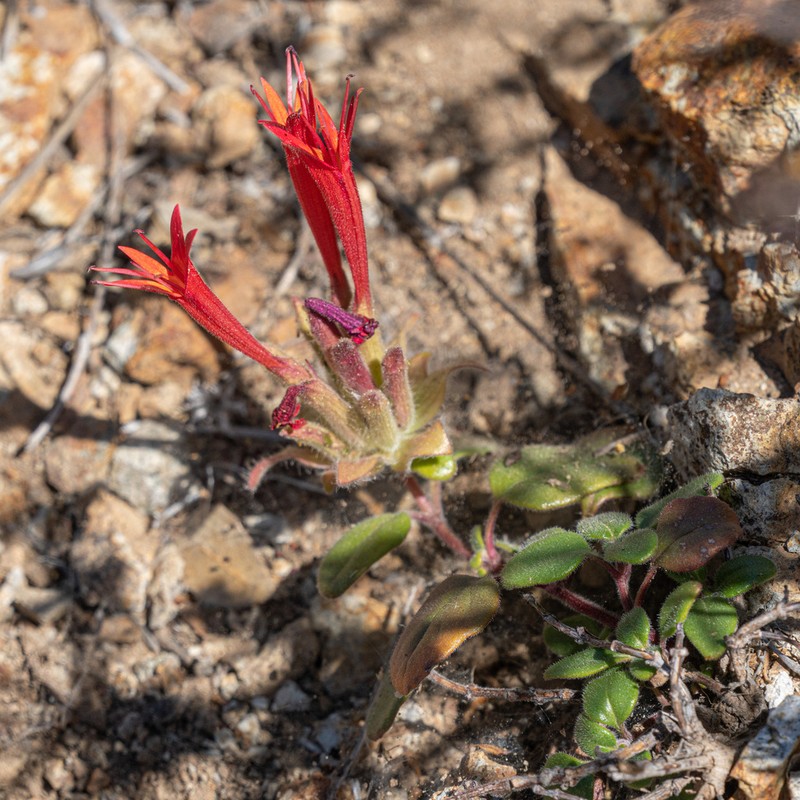 Red Monardella photo 7