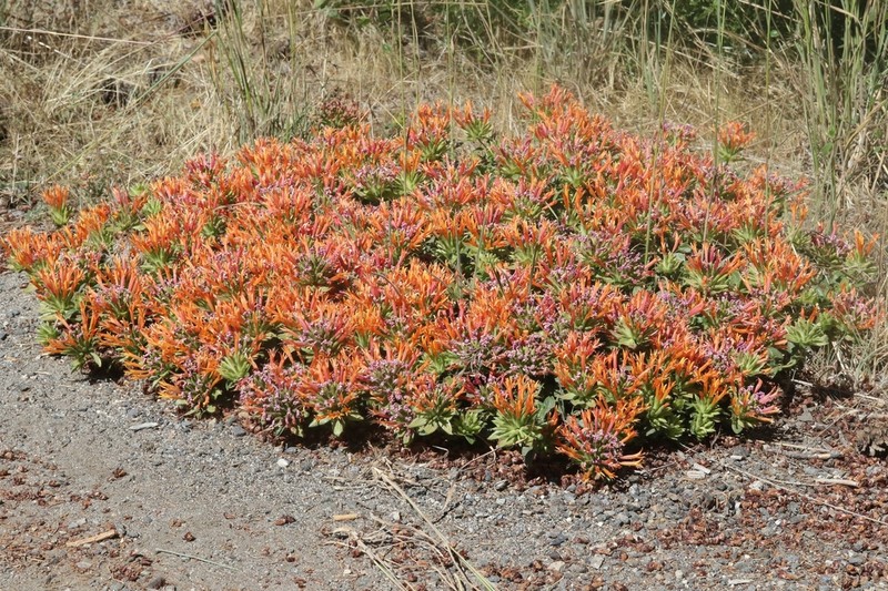 Red Monardella photo 8