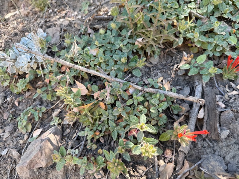 Monardella macrantha subsp. hallii