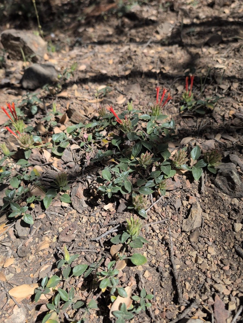 Monardella macrantha subsp. hallii photo 2