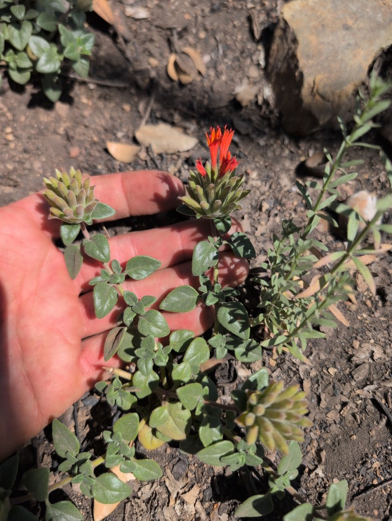 Monardella macrantha subsp. hallii photo 3