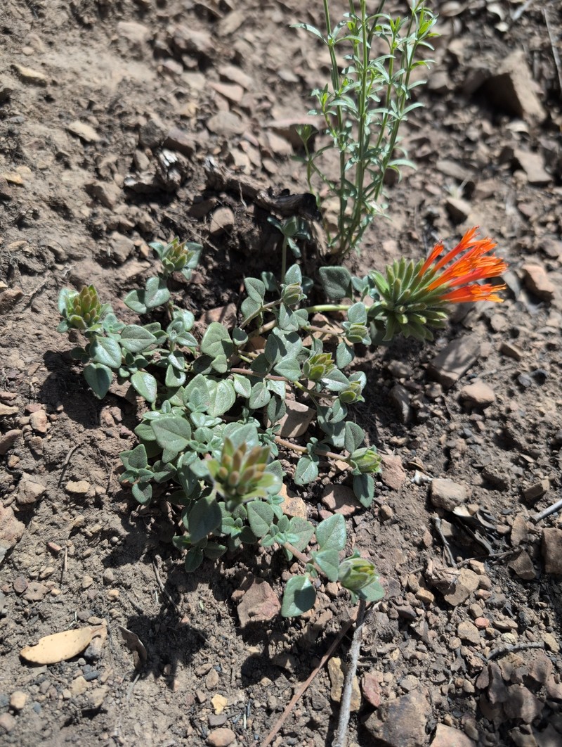 Monardella macrantha subsp. hallii photo 5