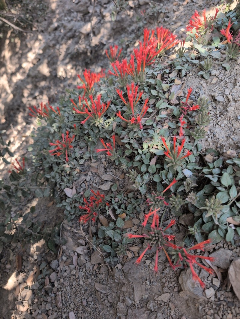 Monardella macrantha subsp. hallii photo 6