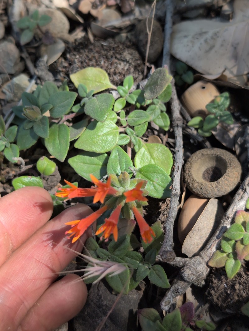 Monardella macrantha subsp. hallii photo 7