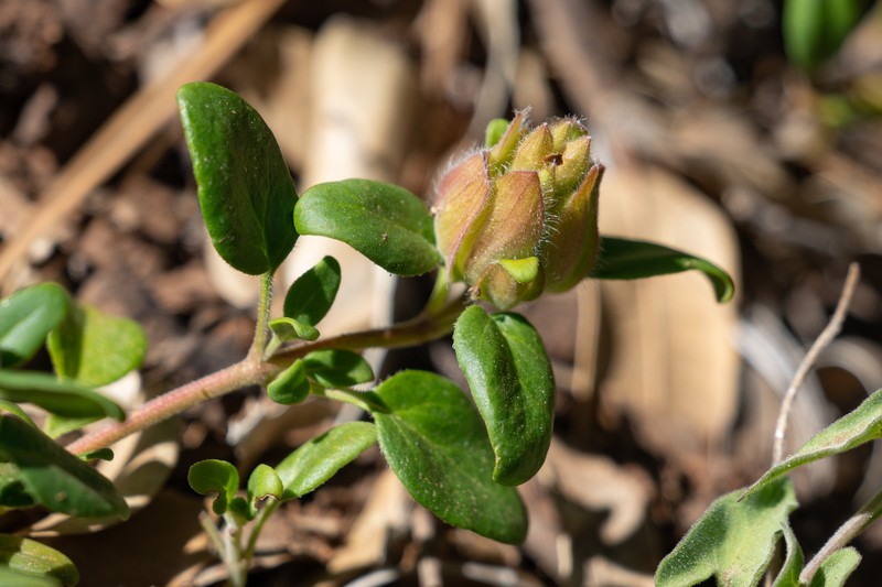 Monardella macrantha subsp. macrantha