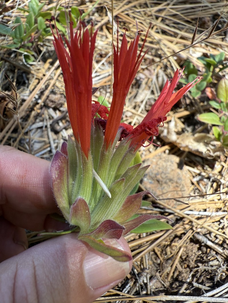 Monardella macrantha subsp. macrantha photo 3