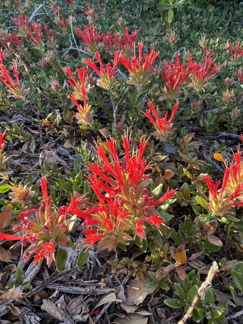 Monardella macrantha subsp. macrantha photo 4