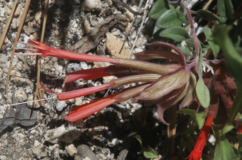 Monardella macrantha subsp. macrantha photo 7