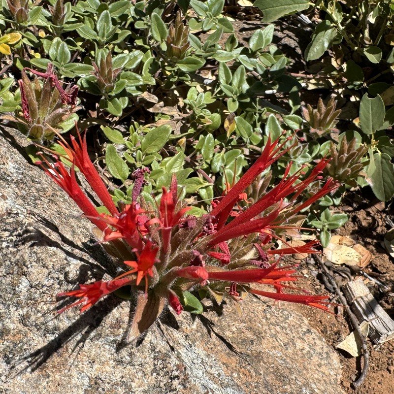 Monardella macrantha subsp. macrantha photo 8
