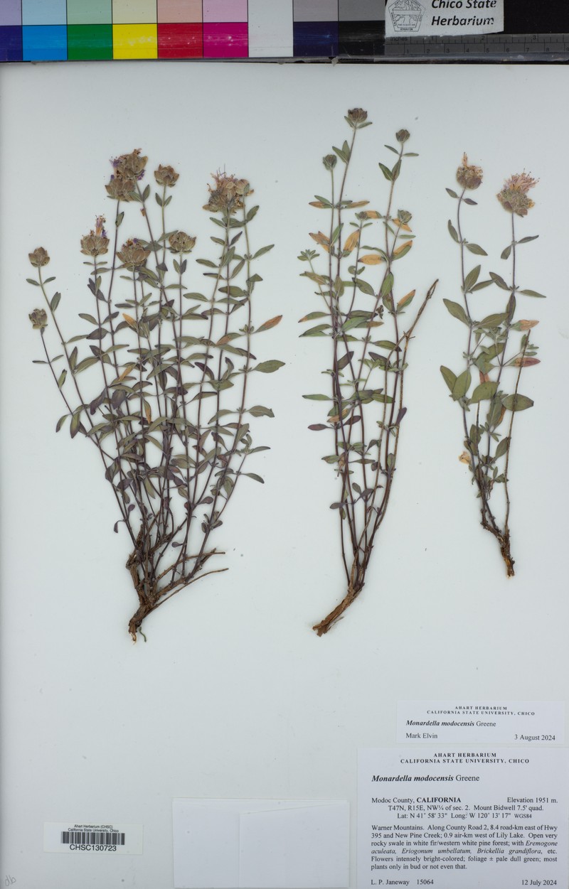 Monardella modocensis