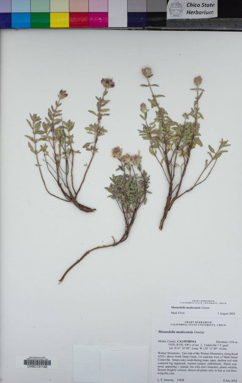 Monardella modocensis photo 2