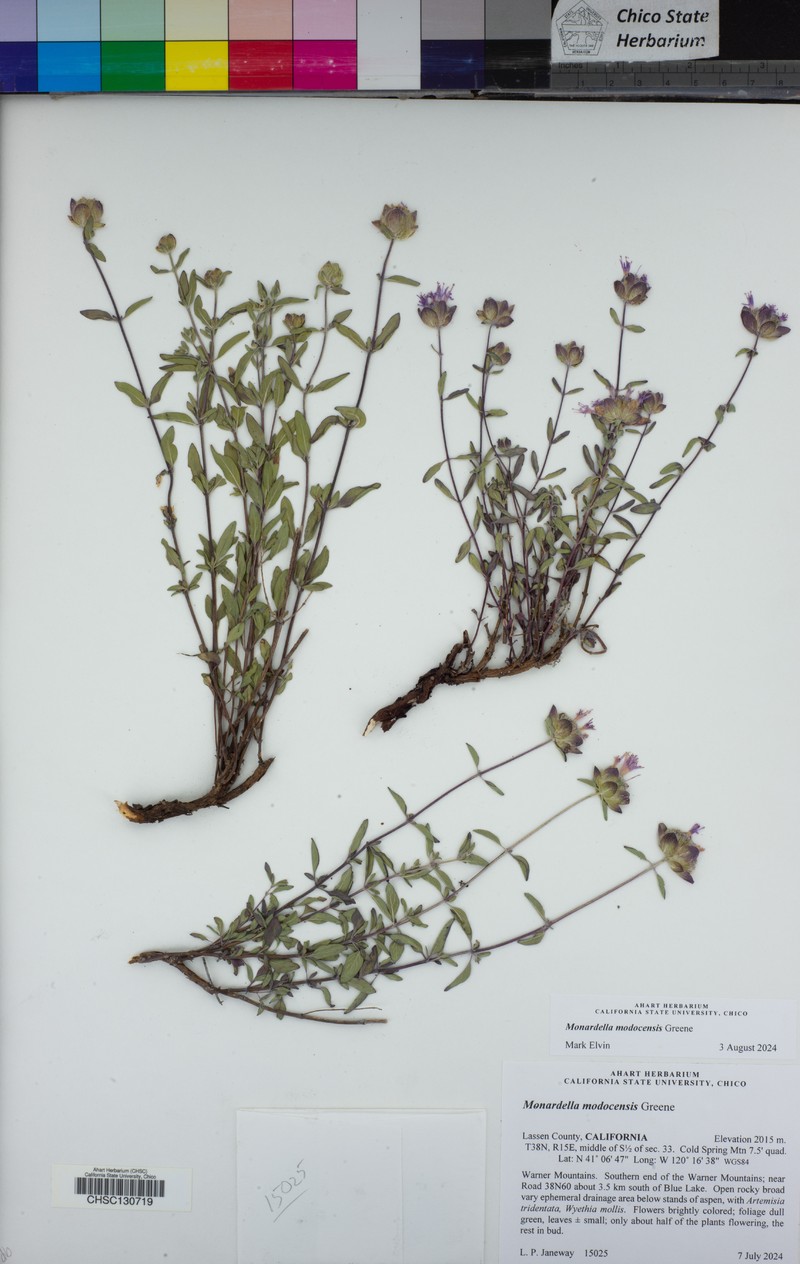 Monardella modocensis photo 3
