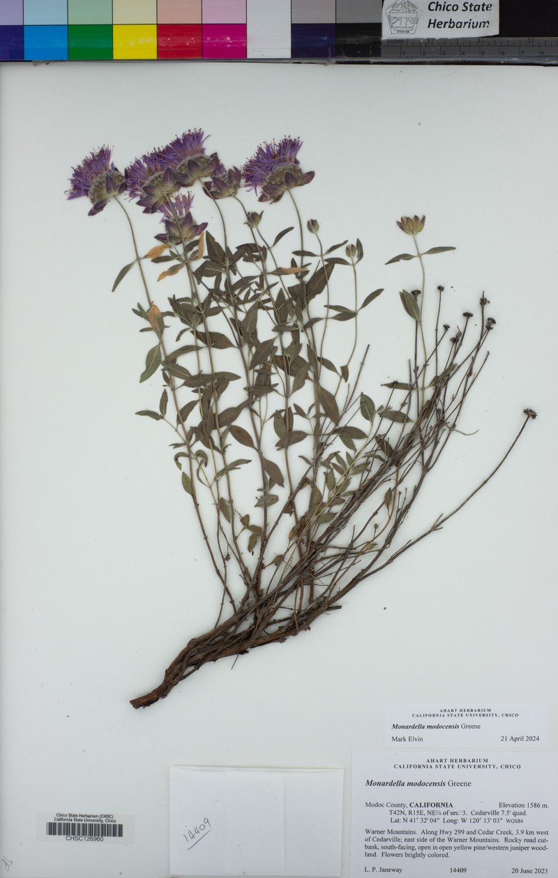 Monardella modocensis photo 4