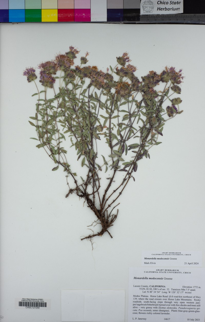 Monardella modocensis photo 5