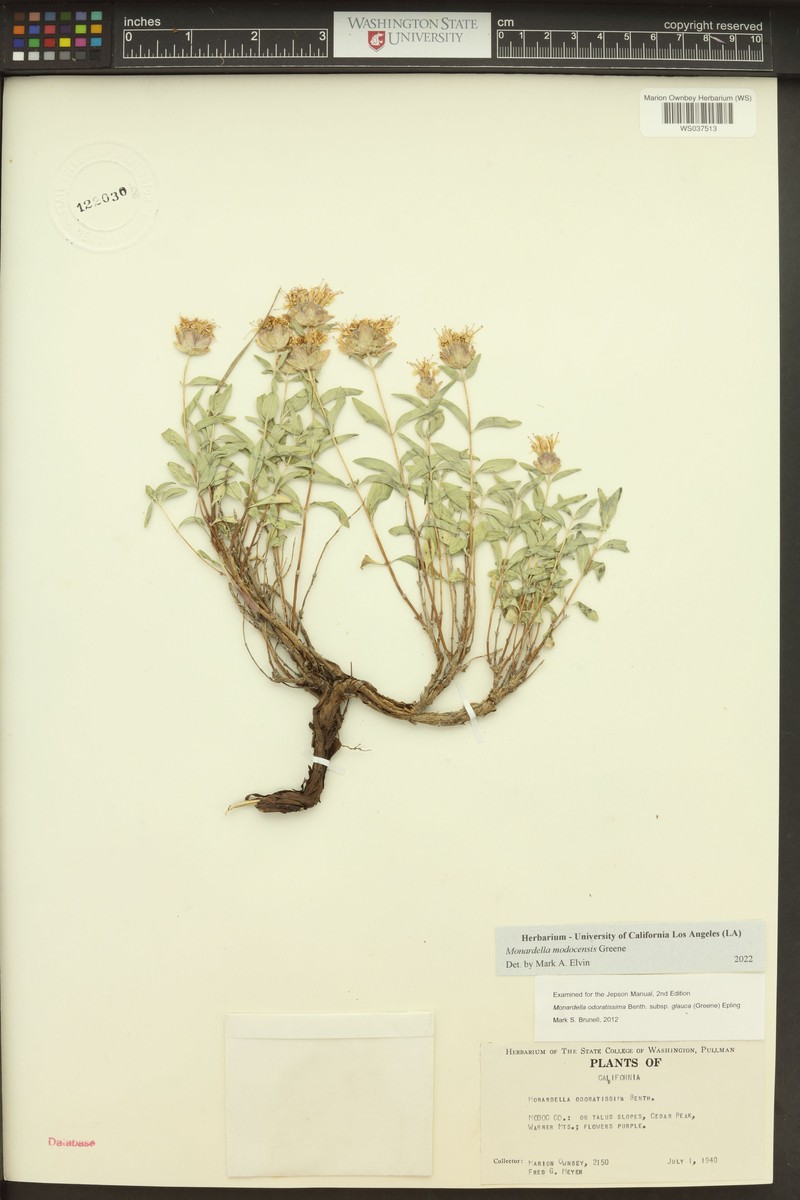 Monardella modocensis photo 7