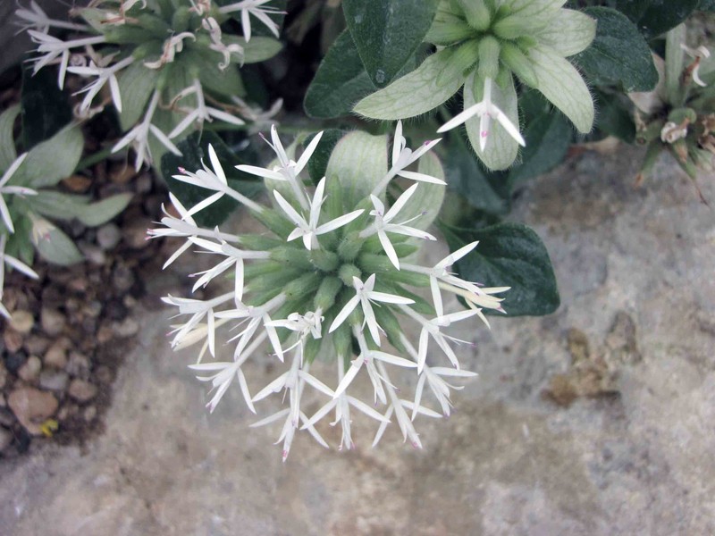 Yellow Monardella