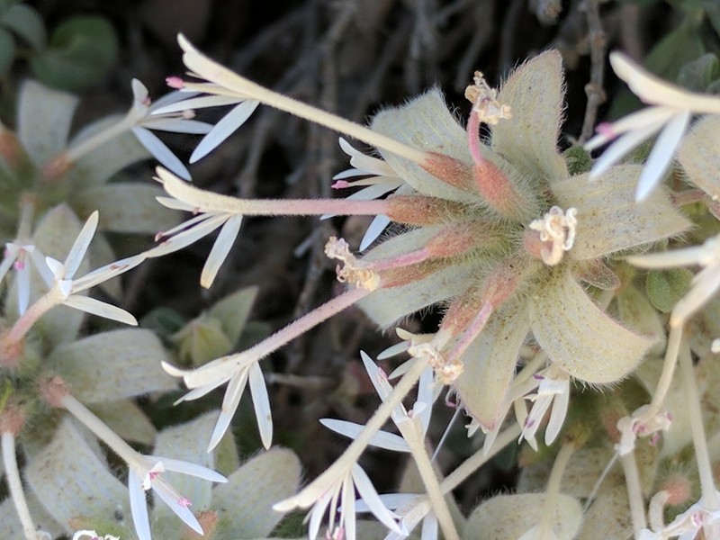 Yellow Monardella photo 3