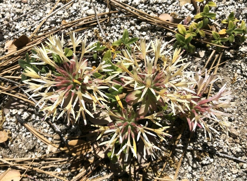 Yellow Monardella photo 4