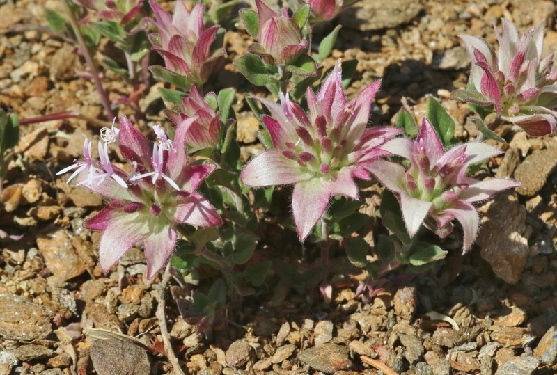 Yellow Monardella photo 6