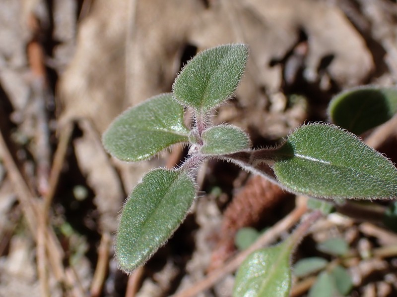 Yellow Monardella photo 8