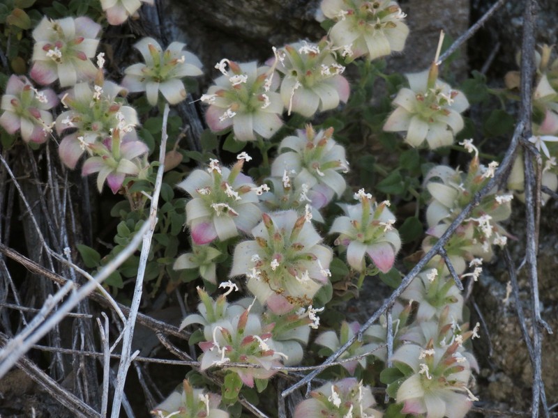 Monardella nana subsp. arida