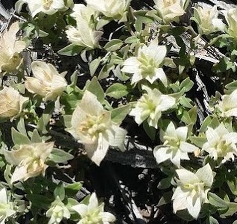 Monardella nana subsp. arida photo 2