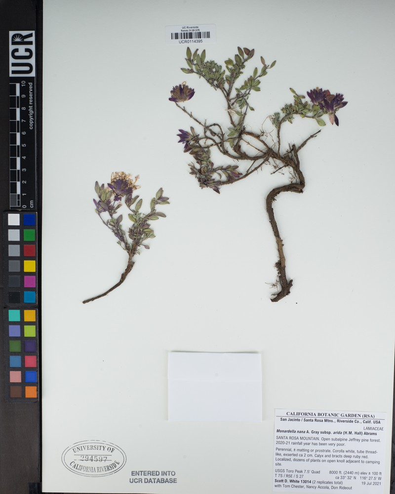 Monardella nana subsp. arida photo 3