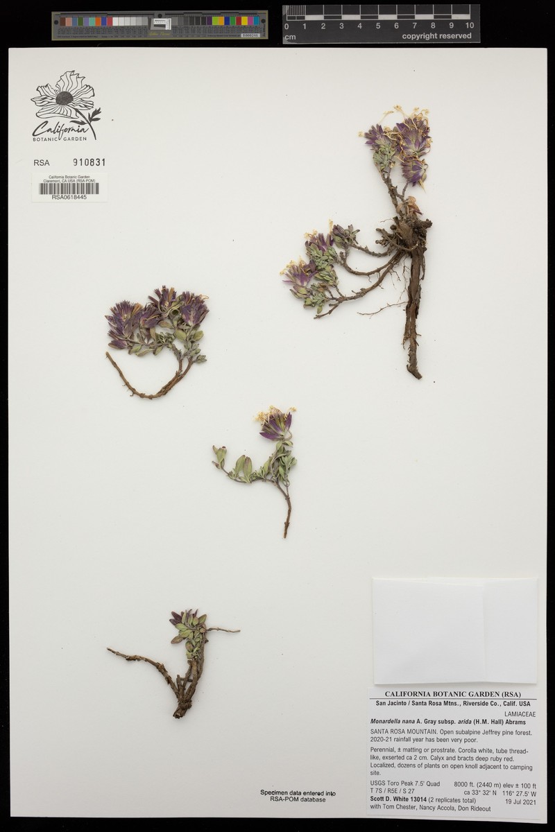 Monardella nana subsp. arida photo 4