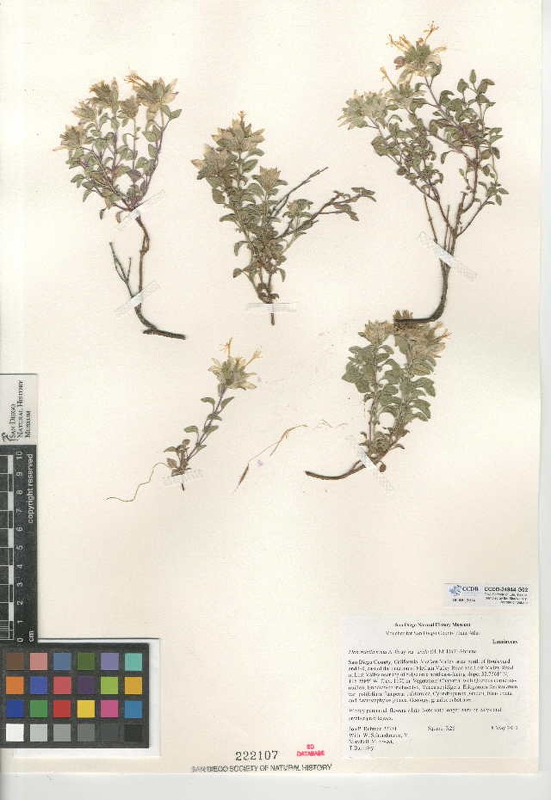 Monardella nana subsp. arida photo 5