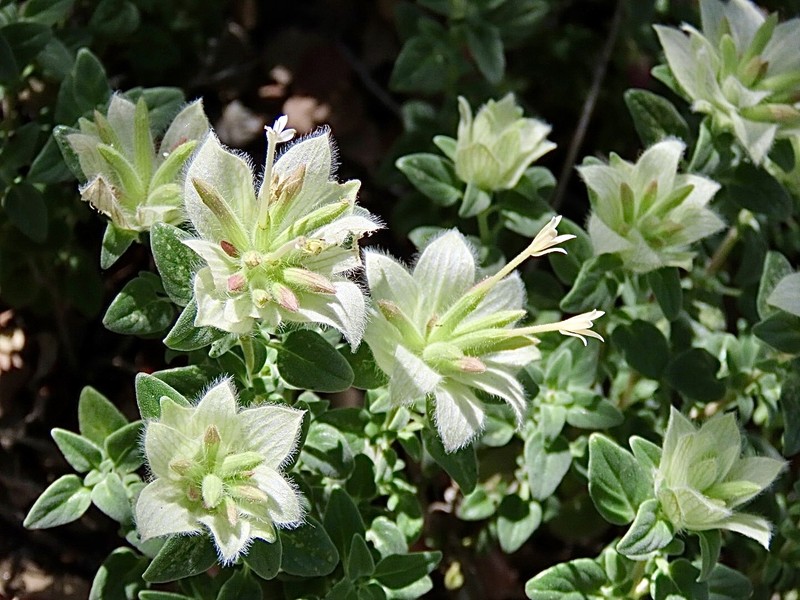 Monardella nana subsp. leptosiphon