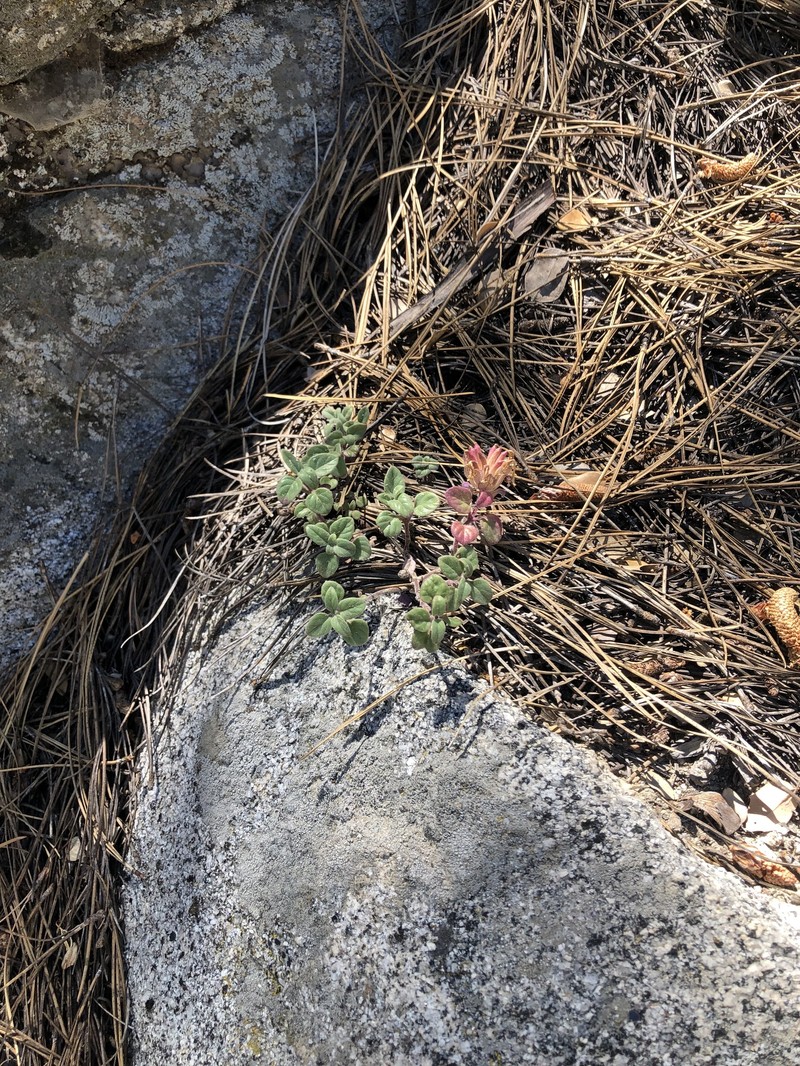 Monardella nana subsp. leptosiphon photo 2