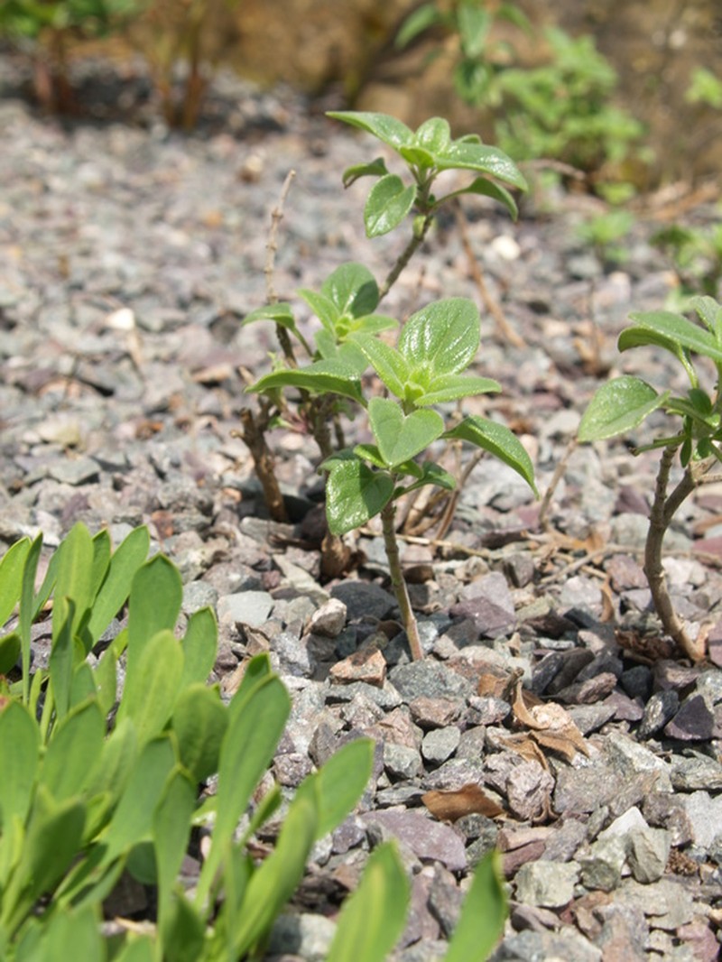 Monardella nana subsp. nana