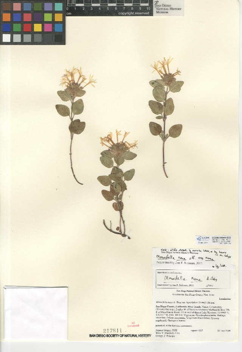 Monardella nana subsp. nana photo 2