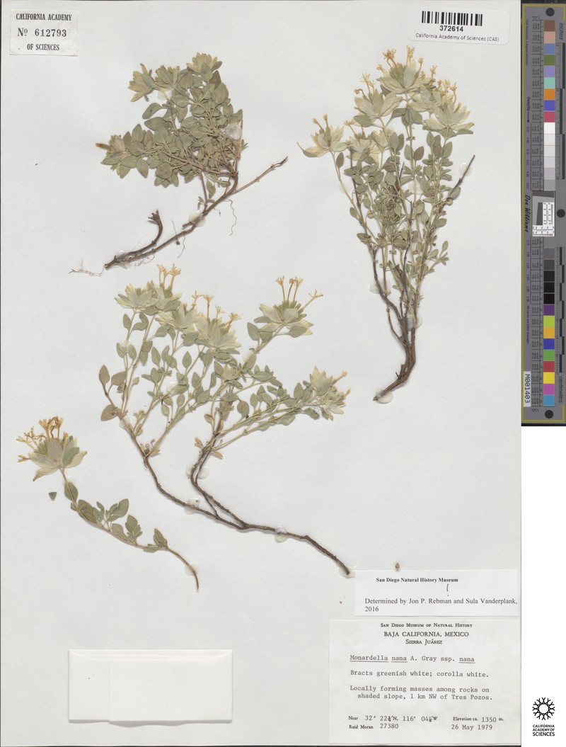 Monardella nana subsp. nana photo 4