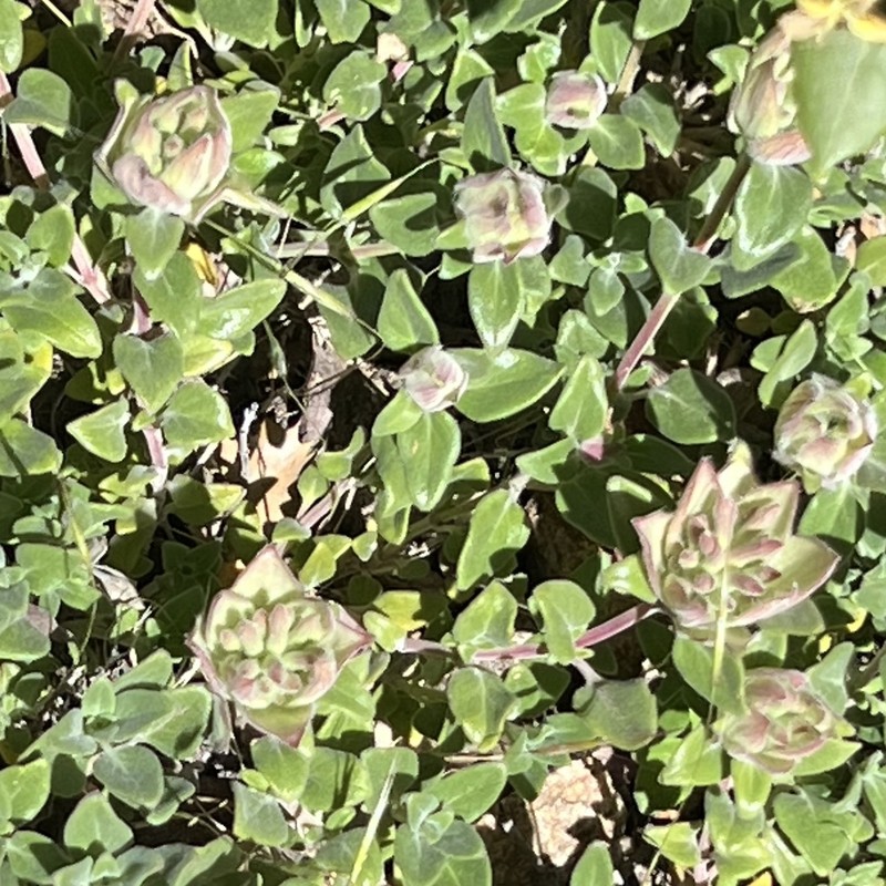 Monardella nana subsp. tenuiflora