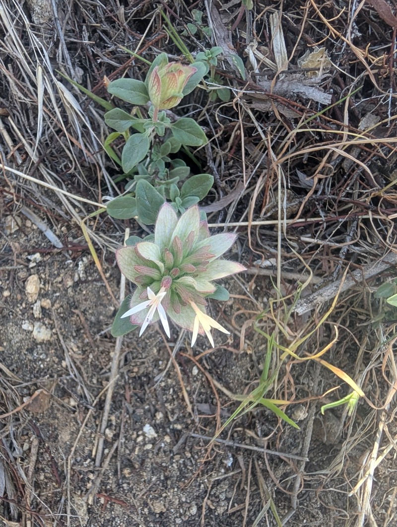 Monardella nana subsp. tenuiflora photo 2