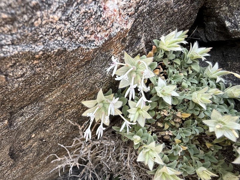 Monardella nana subsp. tenuiflora photo 3