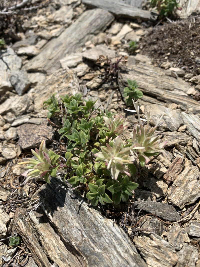 Monardella nana subsp. tenuiflora photo 4