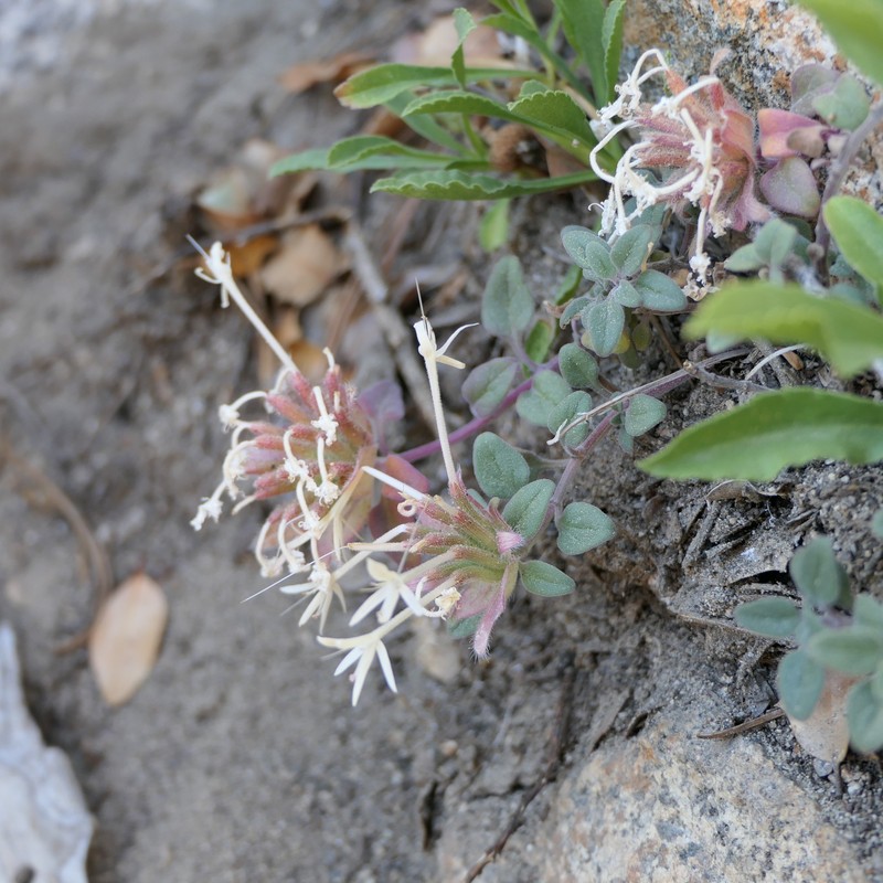 Monardella nana subsp. tenuiflora photo 5