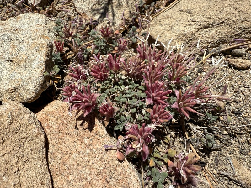 Monardella nana subsp. tenuiflora photo 6