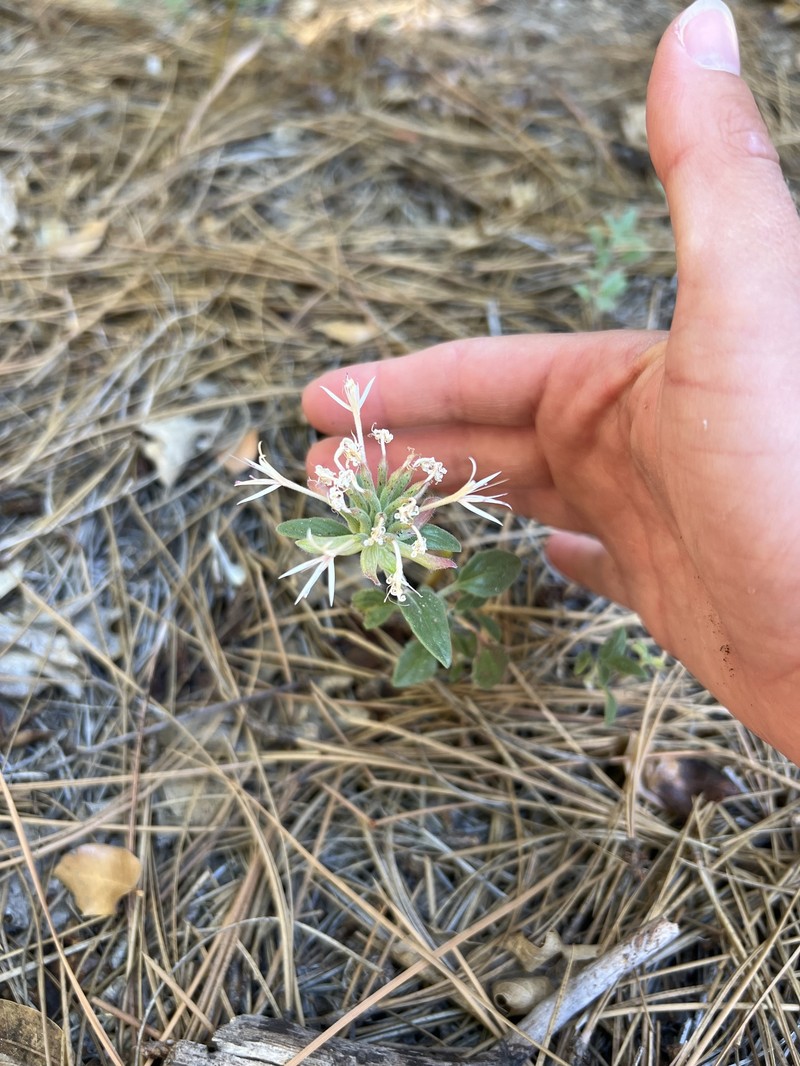 Monardella nana subsp. tenuiflora photo 8