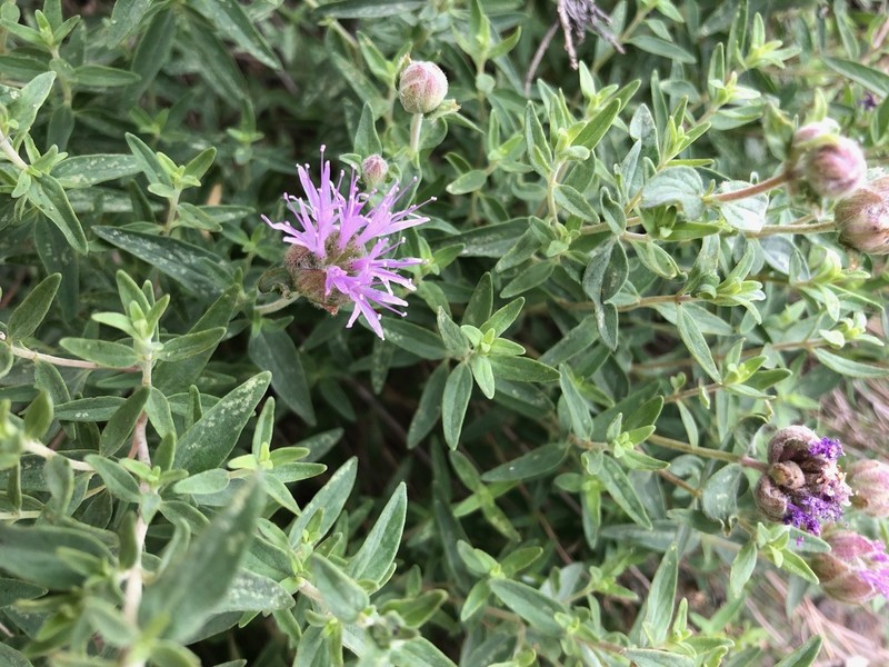 Mountain Monardella photo 5