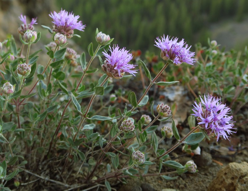 Monardella odoratissima subsp. discolor