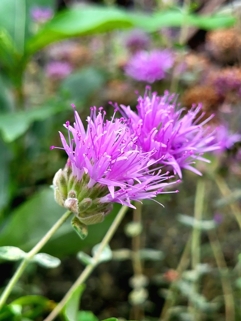 Monardella odoratissima subsp. discolor photo 2