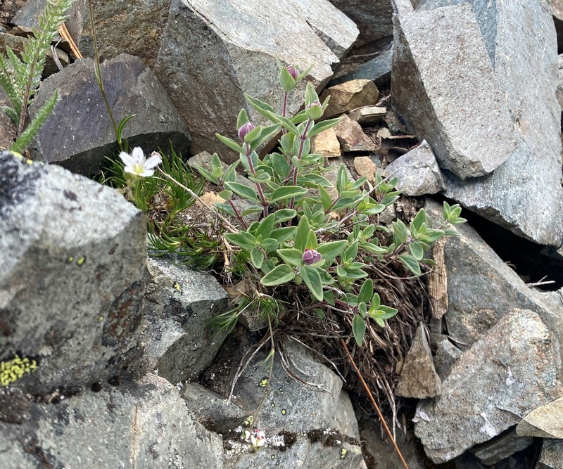 Monardella odoratissima subsp. discolor photo 3